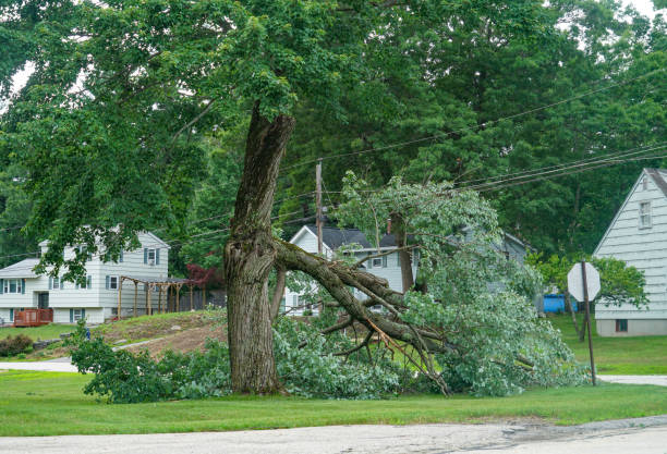 Trusted Lowell, NC Tree Service Experts